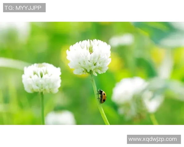 足球明星高清绿色壁纸精选展现运动魅力与自然和谐之美